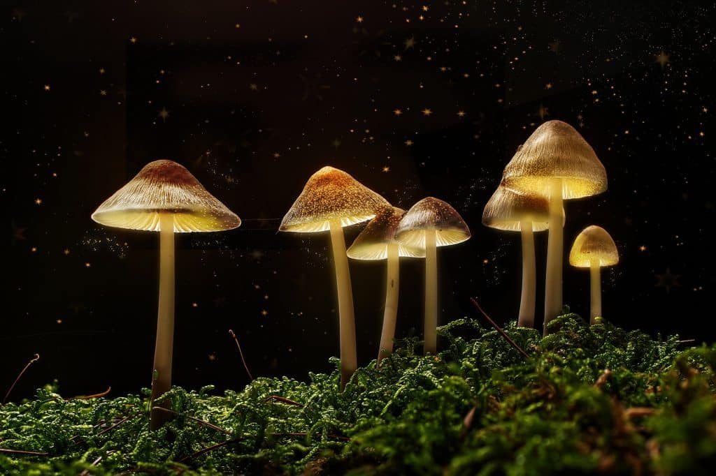 Magic mushroom canada, mushroom vancouver, mushroom toronto, shrooms ontario