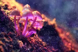 Magic mushroom Canada, psychedelic trip, psychedelic mushroom