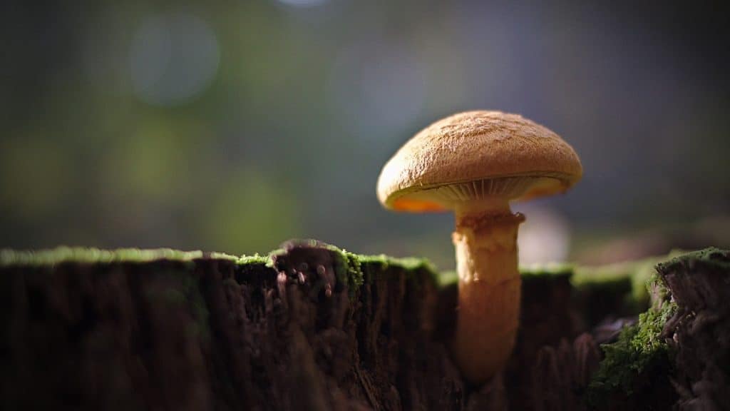 mushroom microdose, anxiety and depression, shrooms
