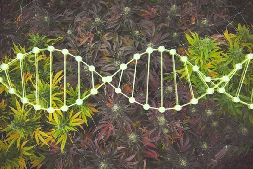 Cannabis, Cannabis Breeding, Marijuana Breeding, Marijuana, Weed