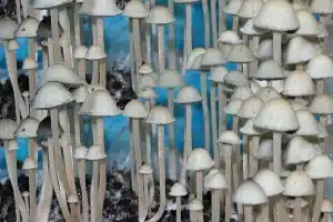 Blue Meanie Mushrooms, Magic Mushrooms,