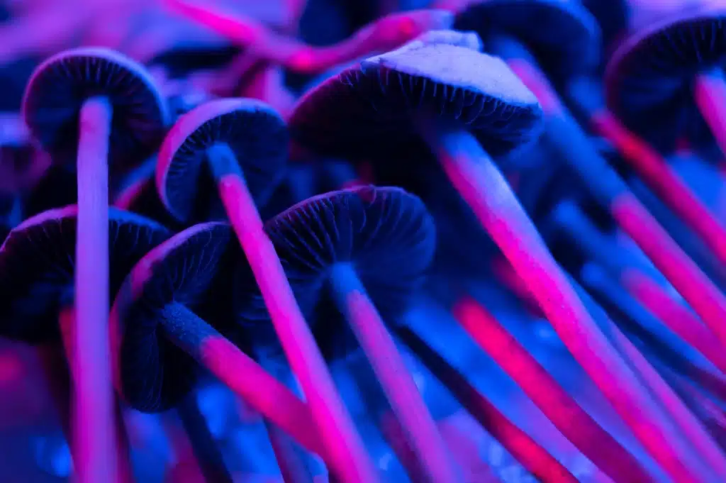 Blue Meanie Mushrooms effect, Magic Mushrooms, Magic Mushrooms Effect