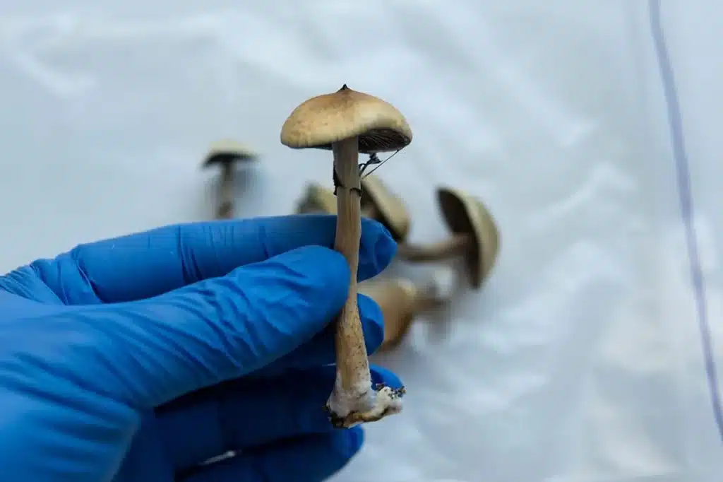 Blue Meanie Mushrooms Medical use, Medical Benefits of Blue Meanie Mushrooms, magic Mushrooms benefits