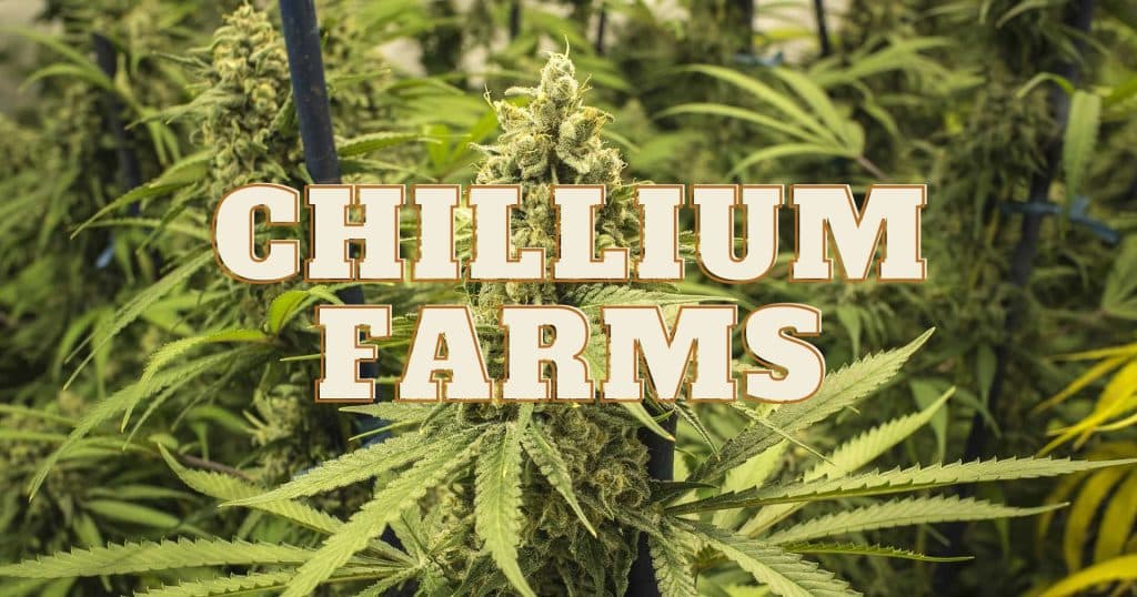 Chillium Farms, Chillium Cannabis Farms, Cannabis Farm, Marijuana Farms, Chillium Farms weed