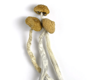Malabar Magic Mushrooms, Malabar Mushrooms, Malabar Magic Mushrooms Guide, Magic Mushrooms
