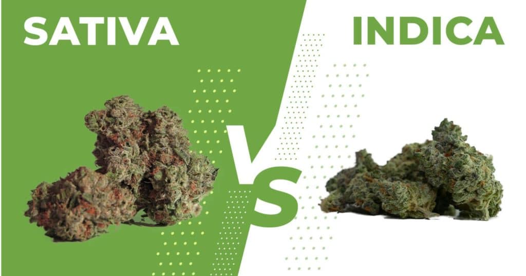 Cannabis, Sativa, Indica, Sativa VS Indica, Sativa Vs Indica, Marijuana, Weed, Cannabis Strain