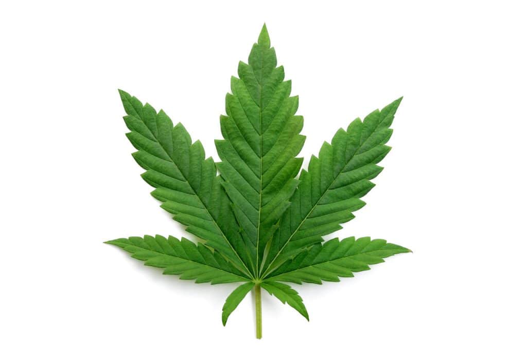 Indica, Indica Leaf, Cannabis Leaf, Marijuana Leaf, Weed Leaf, Cannabis