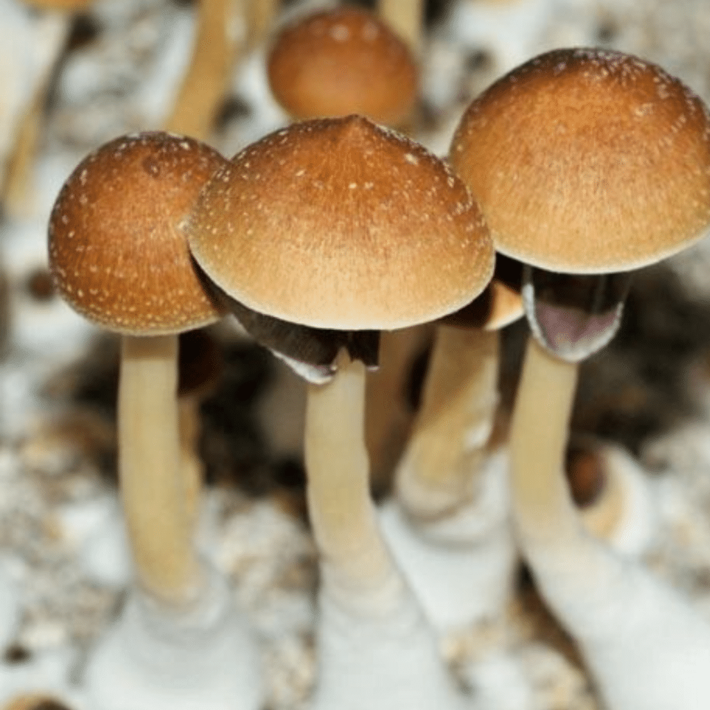 Mazatapec Mushrooms, Magic Mushrooms, psilocybin-containing mushrooms