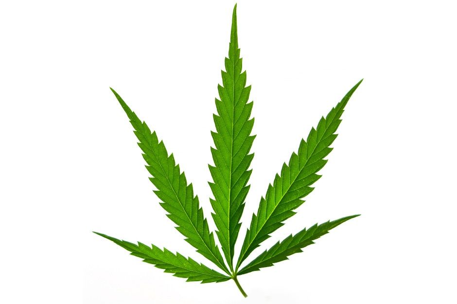 Sativa, Sativa Leaf, Cannabis Leaf, Marijuana Leaf, Weed Leaf, Cannabis