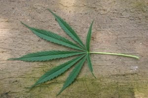Sativa, Cannabis strain, Sativa Cannabis, Cannabis, Sativa Strain, Weed
