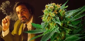 Jack Herer, strain, Sensi Seeds, Jack Herer Strain, Cannabis, Marijuana, Weeds, Cannabis strain