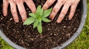 Cannabis Home grow, Cannabis home planting, Cannabis Growing, TOB Cannabis, Cannabis plan in Bucket, Cannabis Bucket growing Method