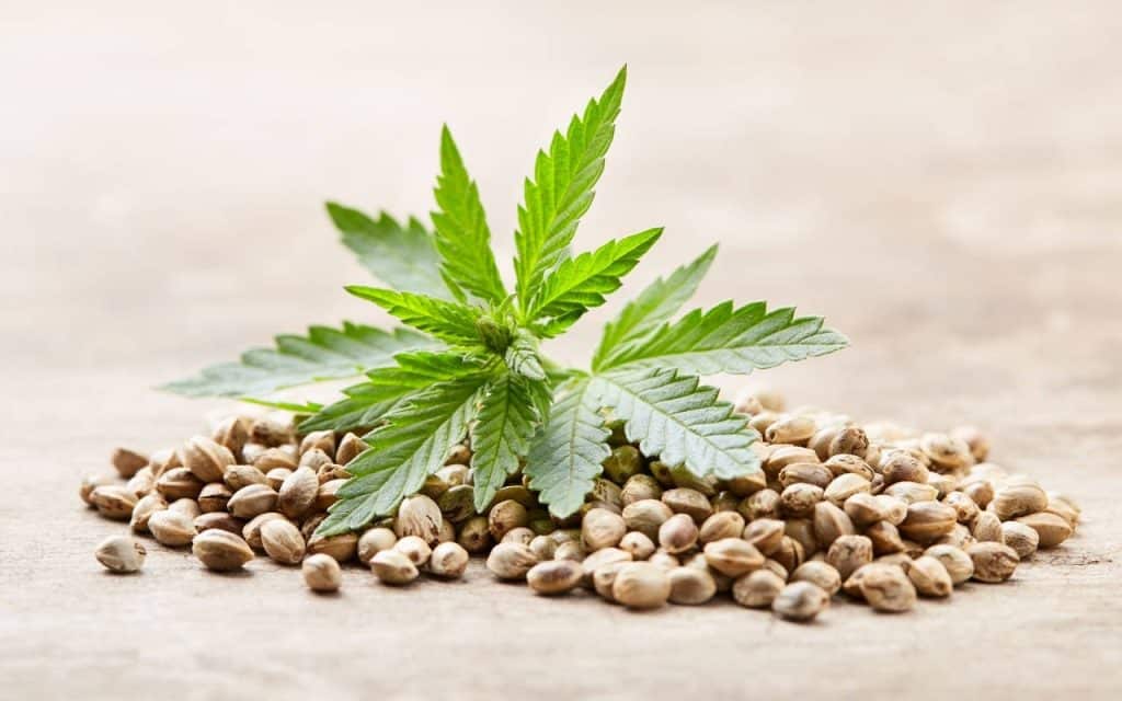 Cannabis , Cannabis Seed, Canadian Cannabis Legalization of cannabis in Canada, Canadian cannabis seeds, Breeders, New strains