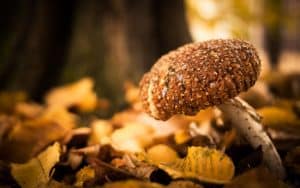 Mushroom cultivation, Mushrooms, Mushrooms Seeds, Canadian mushroom seed banks, mushroom seed, Spores Canada, The Spore Depot, Myco Supply, Sporeworks Canada, mushroom spores, mushroom strains